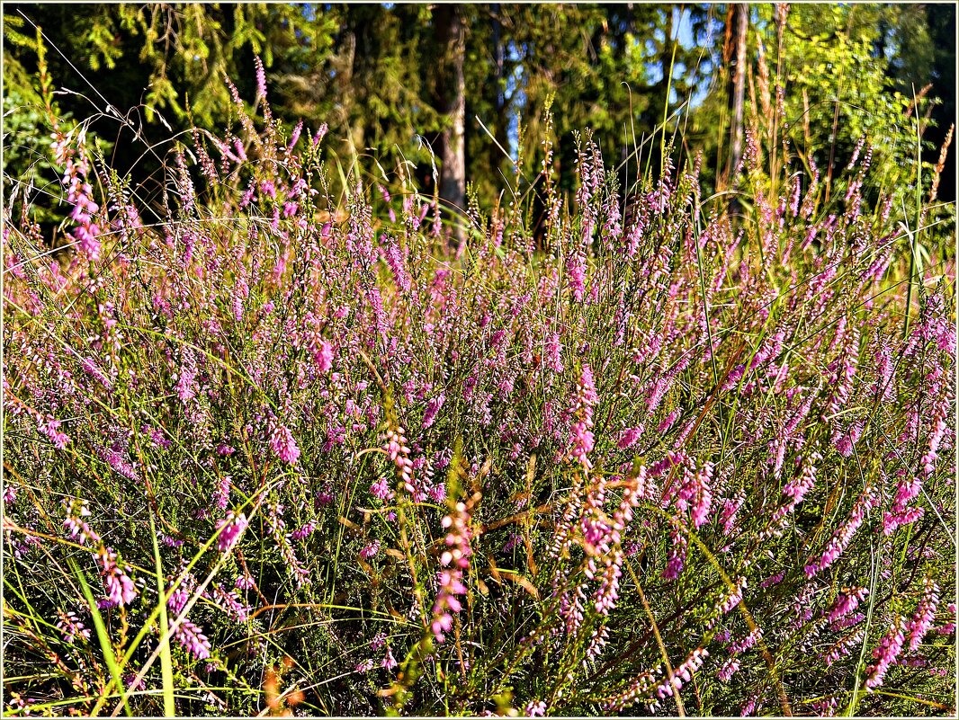 Вереск в лесу. - Валерия Комова