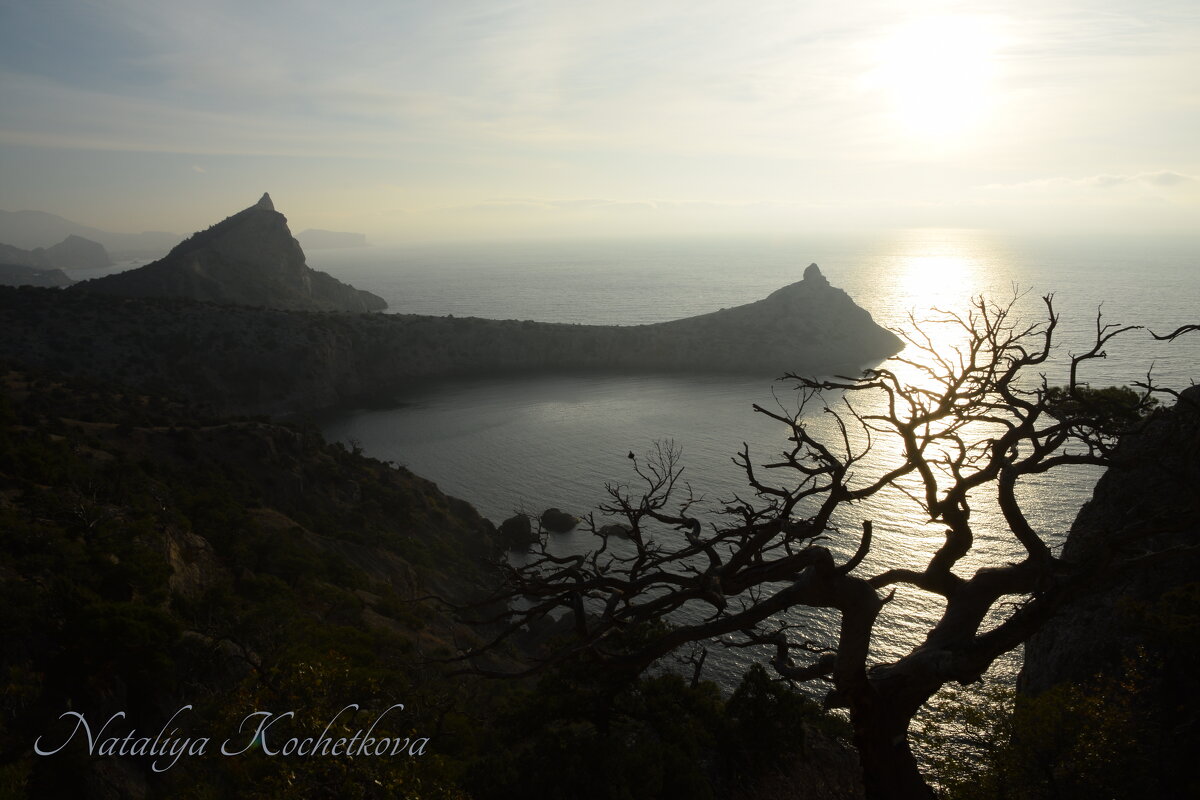 Природа Крыма - Amazing Cosmea