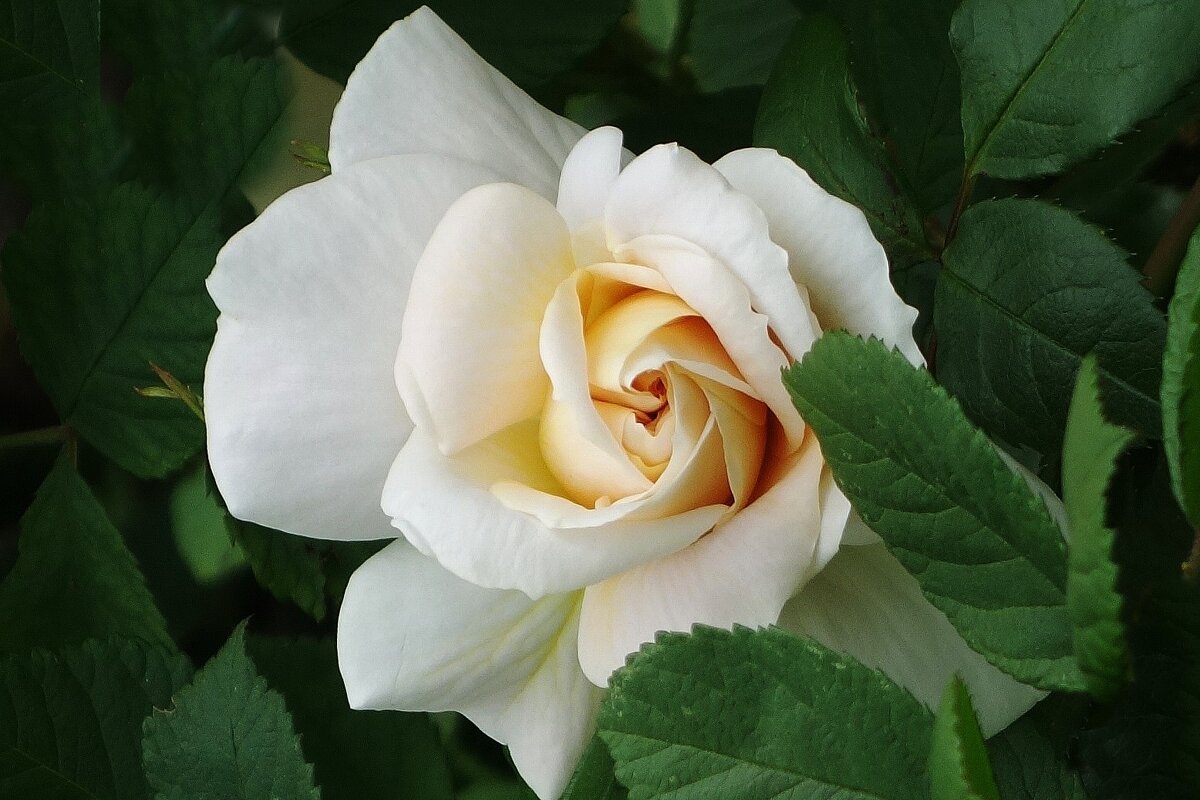 Роза - Рита Симонова