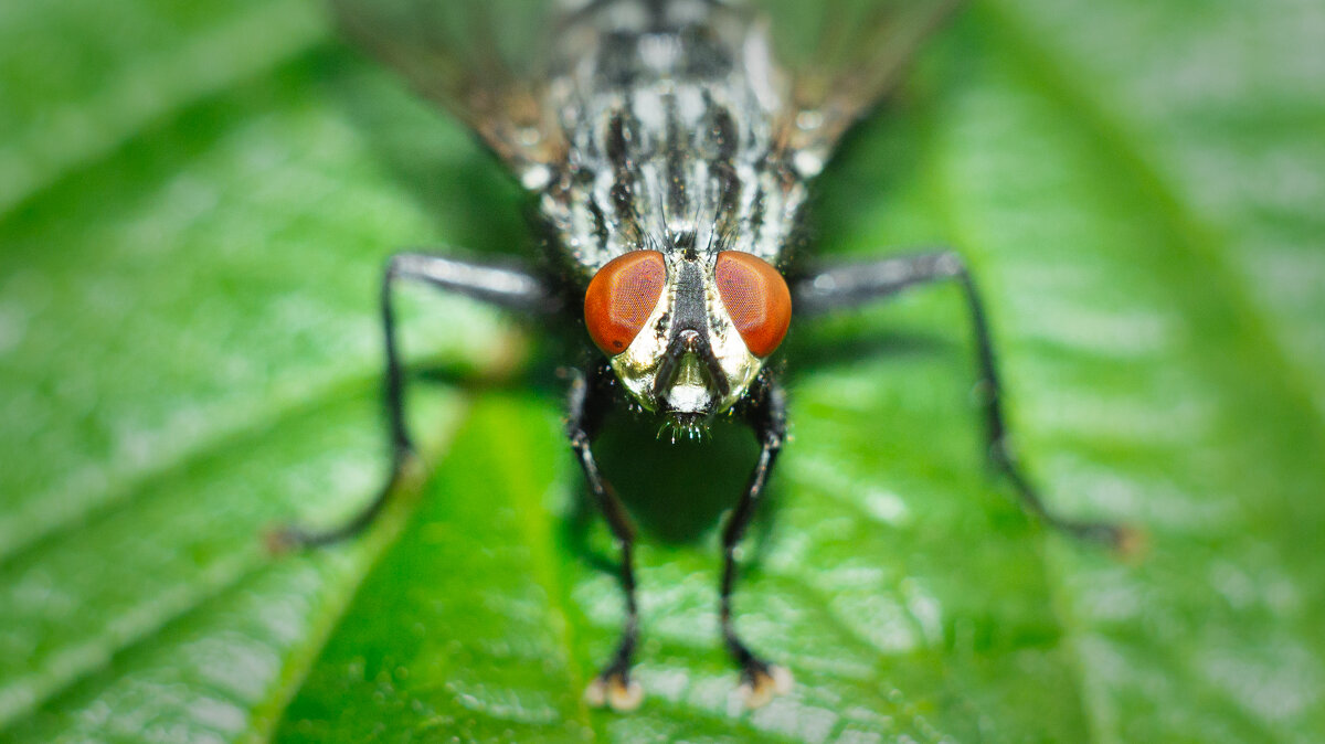 A fly on a leaf | 10 - Sergey Sonvar A fly on a leaf | 10 - Sergey Sonvar