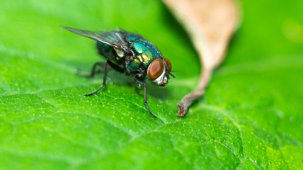 A fly on a leaf | 1 - Sergey Sonvar