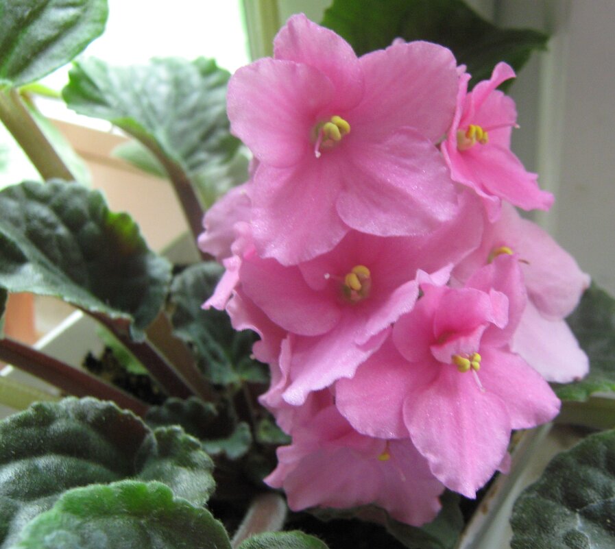 Фиалка - Елена Семигина Фиалка - Елена Семигина