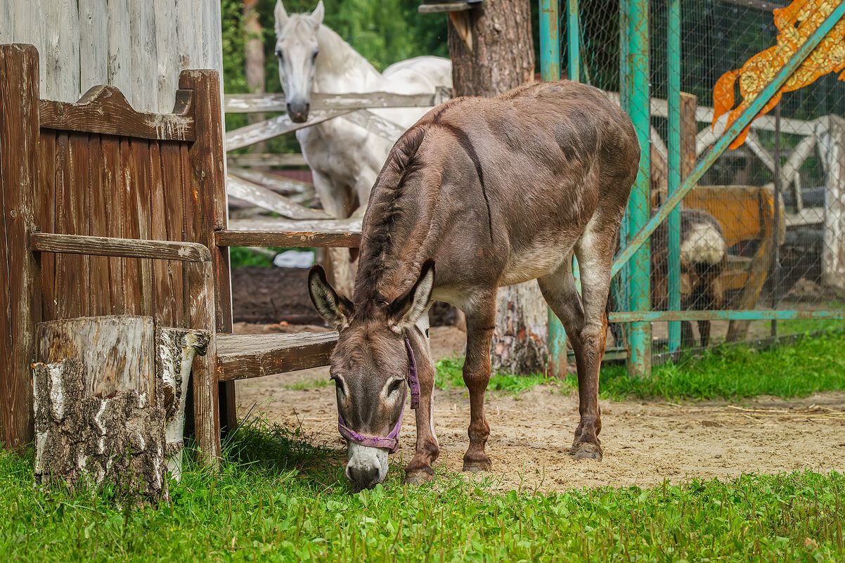Осёл и Лошадь - Alex Bush