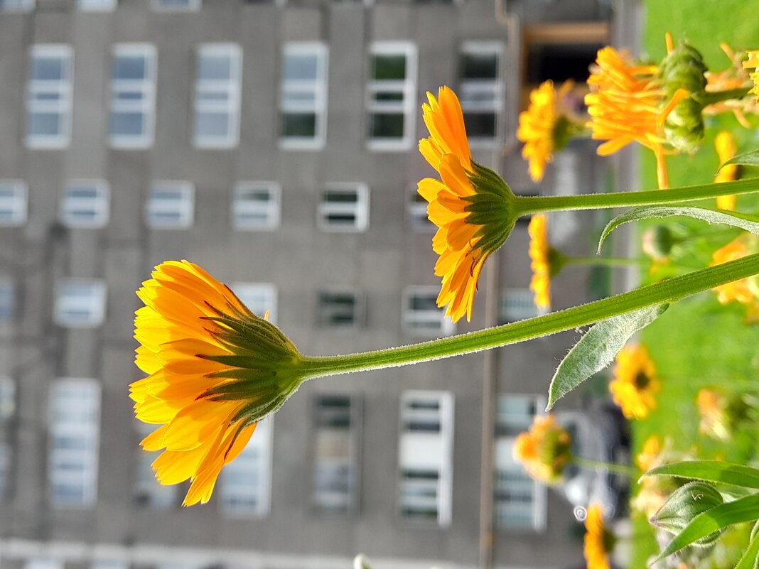 городские цветы - Ирина Лесиканич городские цветы - Ирина Лесиканич