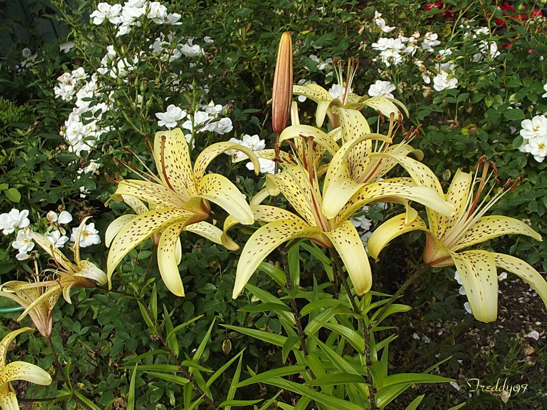 В их аромате — лето и рассвет, в их красоте — загадка мирозданья. Тигровые лилии — как яркий свет, к - Freddy 97
