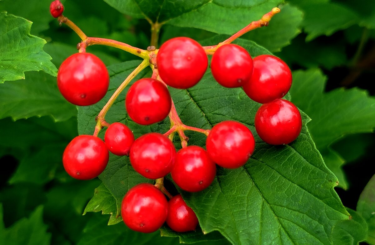 Калина обыкновенная - светлана льдокова