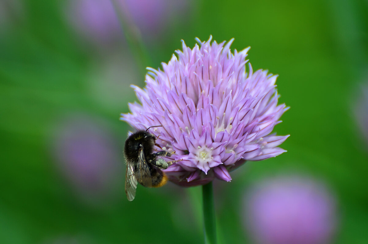 Лето в Ботаническом. Июнь. - Наташа ***** Лето в Ботаническом. Июнь. - Наташа *****