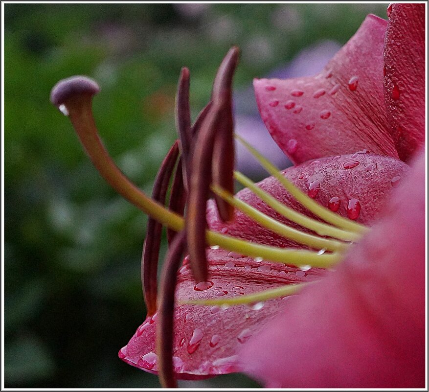 цветок - ставил 