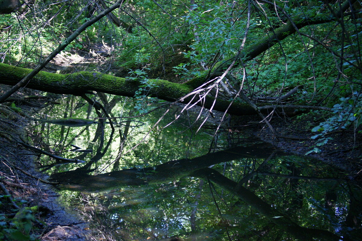 ...там леший бродит... - Андрей Катков ...там леший бродит... - Андрей Катков