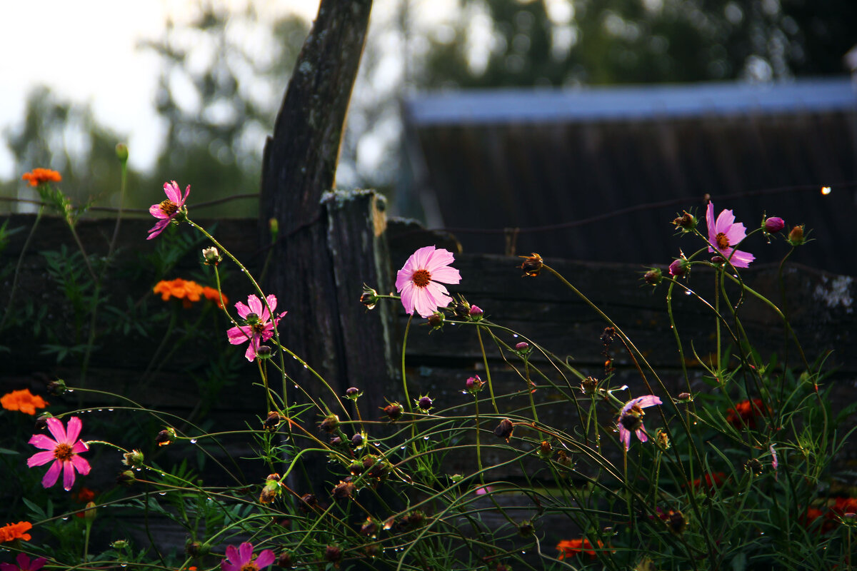 . - РИТА ЛЕВКОВА