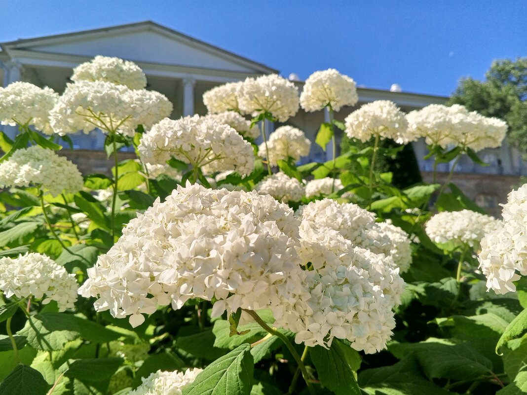 Гортензия - Сапсан 