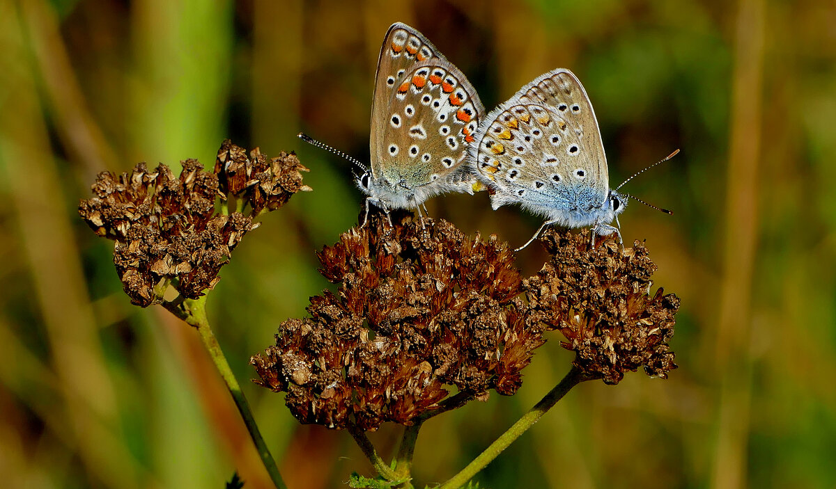 из снятого сегодня 1 - Александр Прокудин