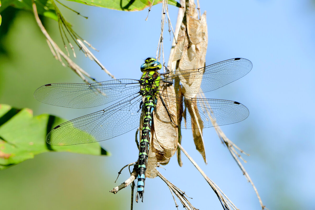 из снятого сегодня 4 - Александр Прокудин