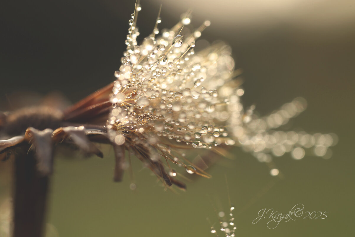 *** - Елена Kазак (selena1965) *** - Елена Kазак (selena1965)