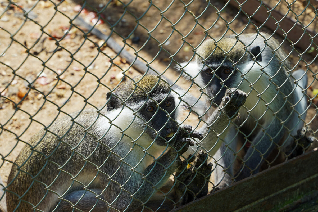 НЕ_УБЕГУТ - Сергей Янович Микк