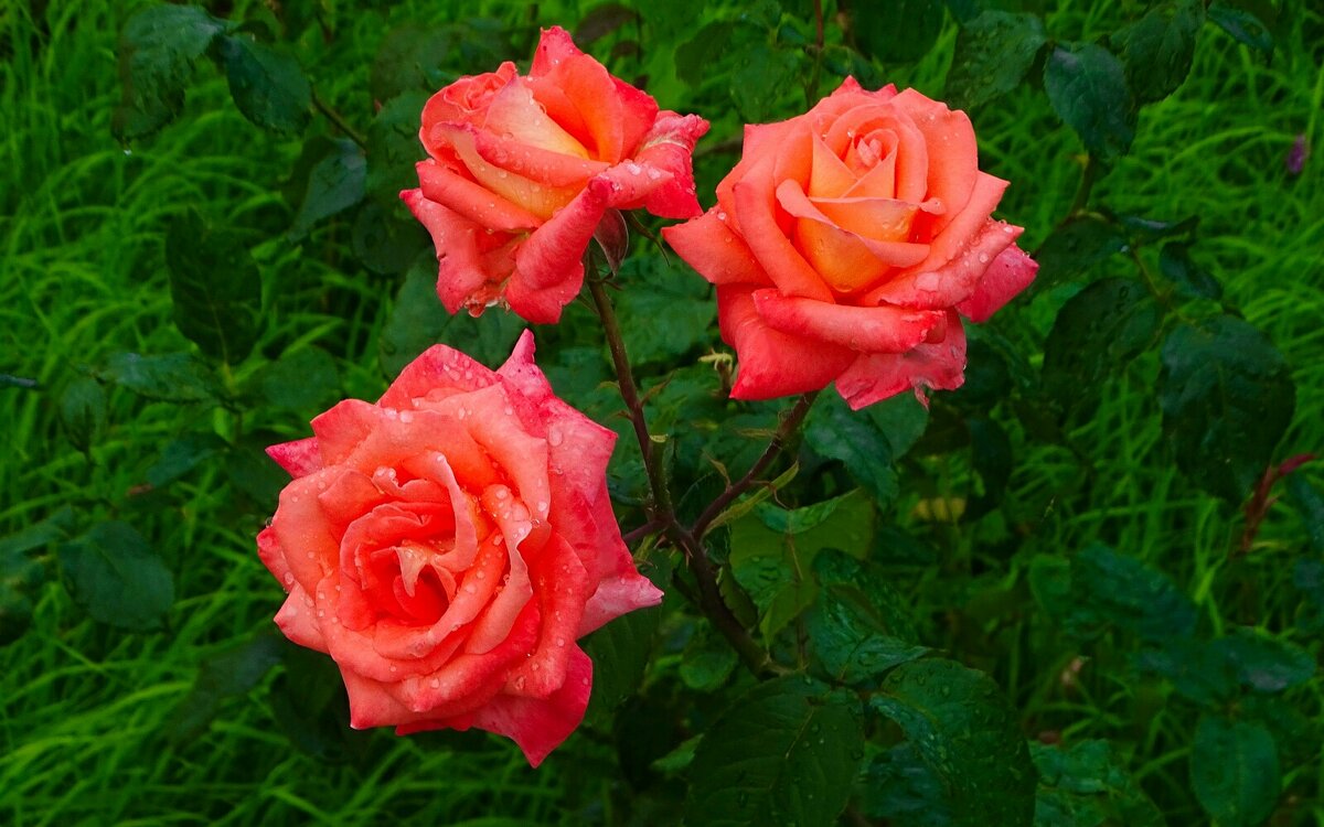 Розовый куст на городской клумбе - Милешкин Владимир Алексеевич 