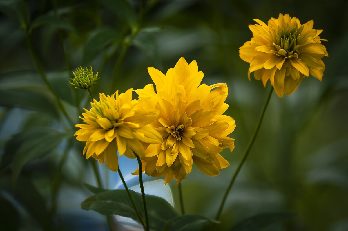 Золото августа. - Вадим Басов