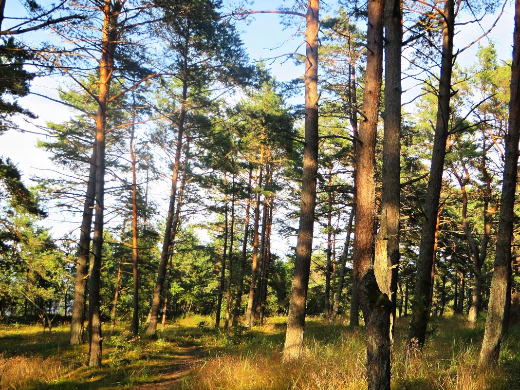 лес - марта Камушкина