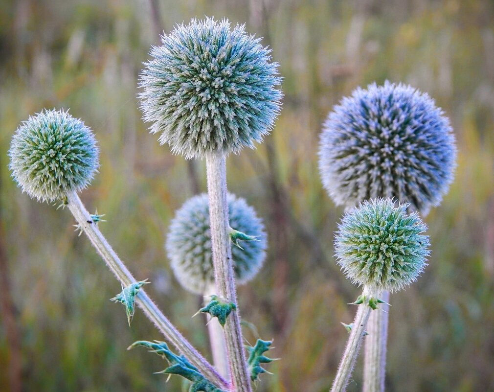 Мордовник шароголовый! - Елена Хайдукова  ( Elena Fly )