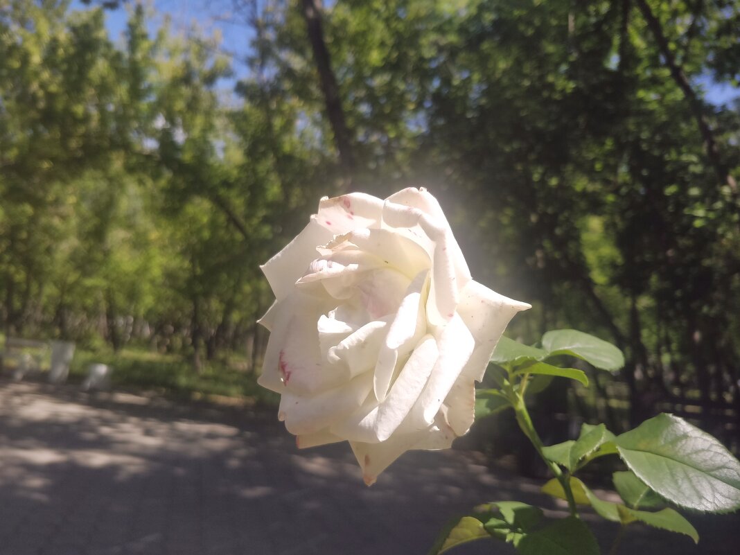 Белая роза - Андрей Хлопонин