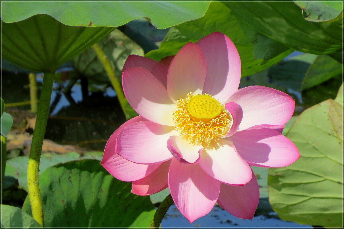 Лотос - Сеня Белгородский