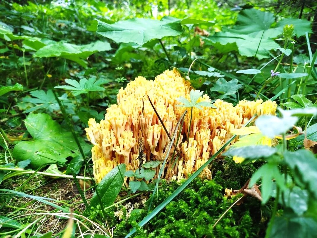 рогатик золотистый - Ольга Конькова