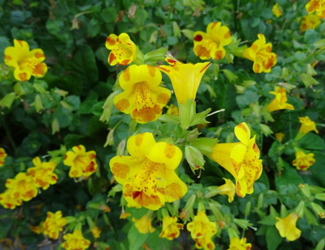 Мимулюс - PRP 