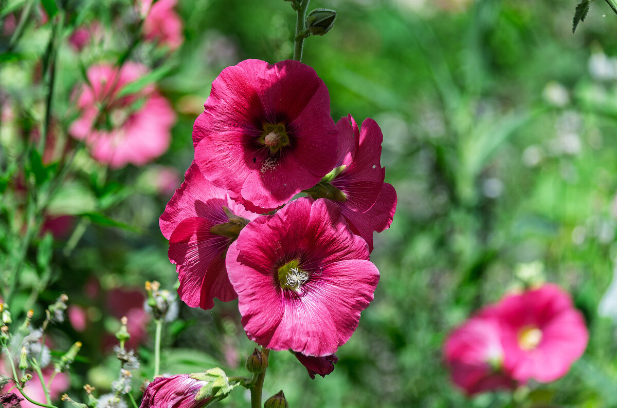 *** - Виктор Иванович Чернюк *** - Виктор Иванович Чернюк