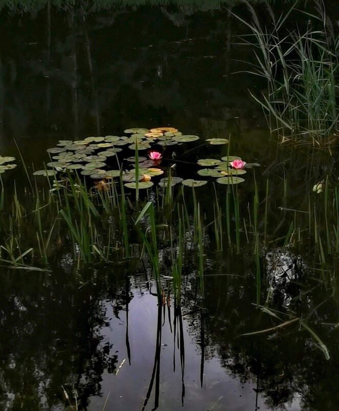 Кувшинки. - Любимова Ольга 