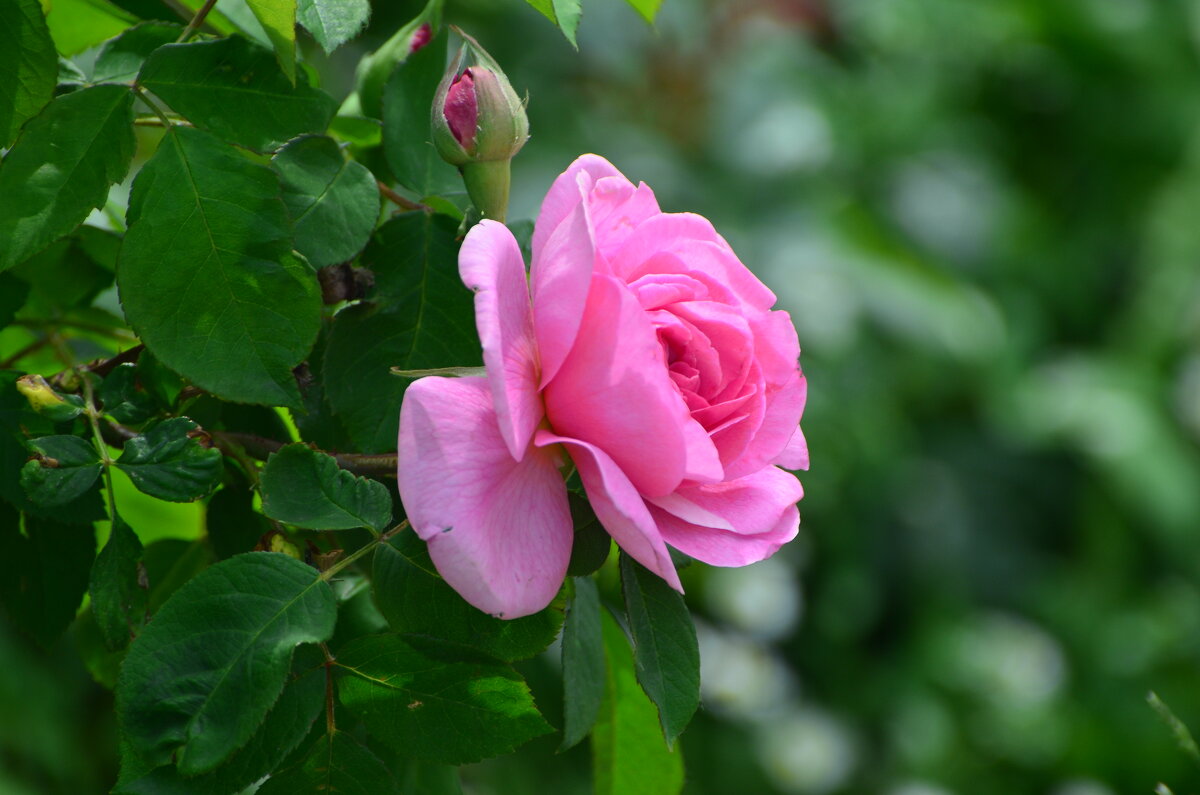 Июнь в Ботаническом... - Наташа *****