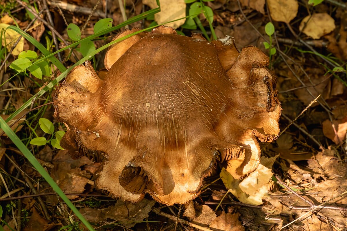 Можно сказать, что и шляпа - Игорь Сикорский Можно сказать, что и шляпа - Игорь Сикорский