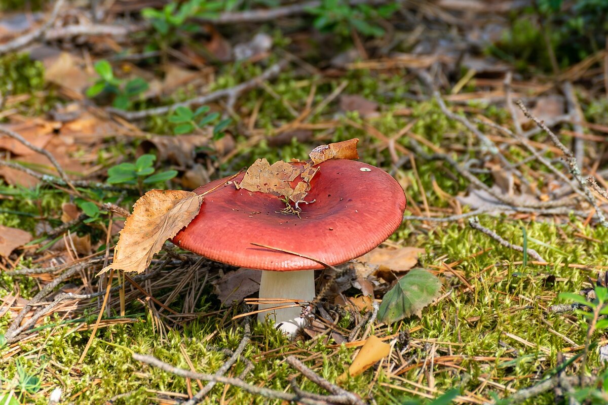 Сыроежка - Игорь Сикорский