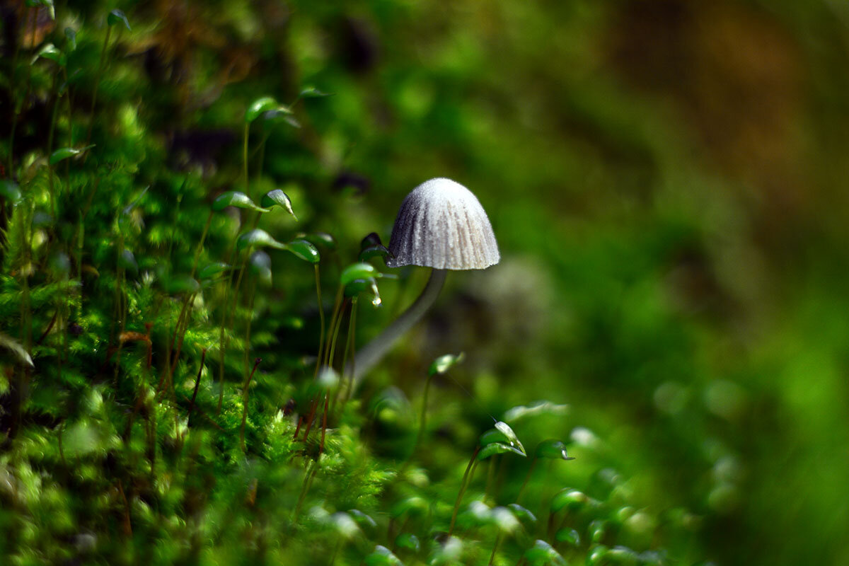 В  стране  дремучих  мхов - Геннадий Супрун
