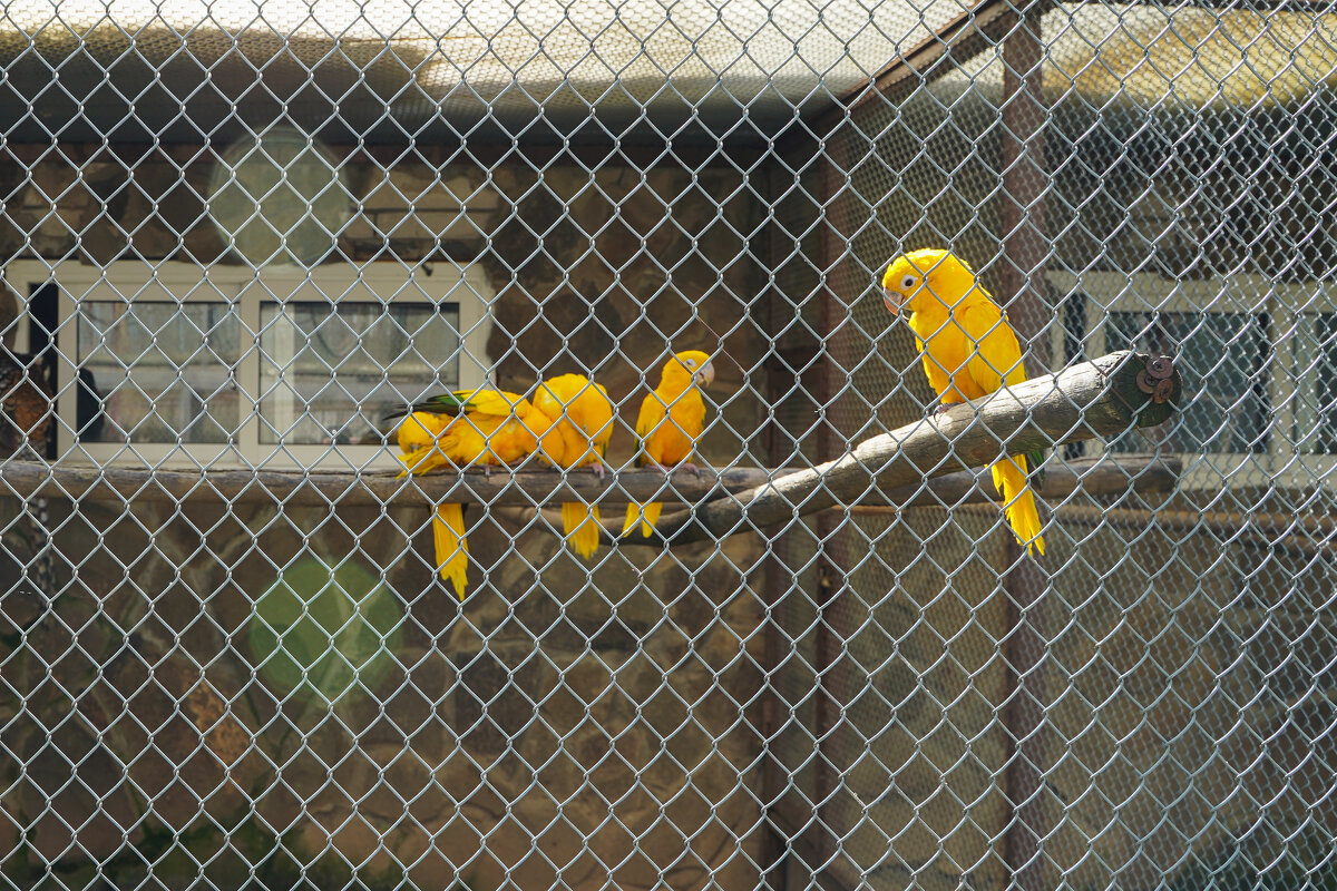 ЖЕЛТЫЕ_ГРУППИРУЮТСЯ - Сергей Янович Микк