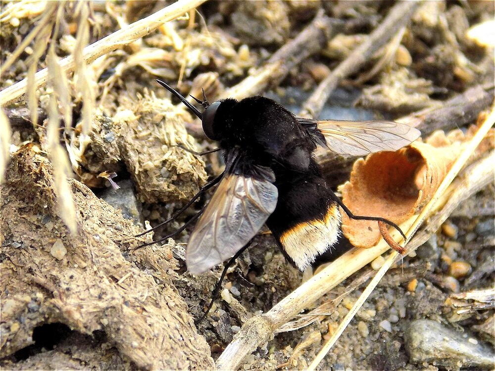 Самец мухи-жужжало Bombylius discoideus - Константин Штарк
