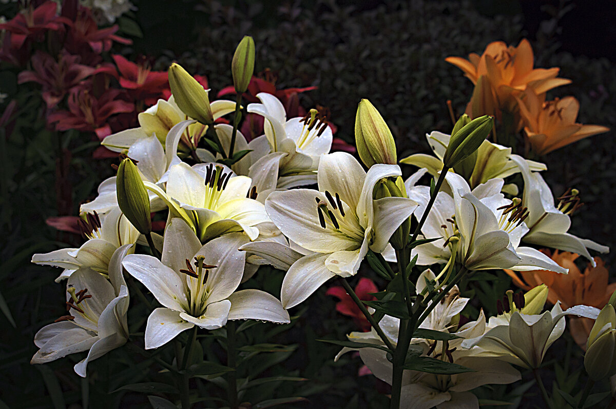 Фотозарисовка - Владимир Кроливец