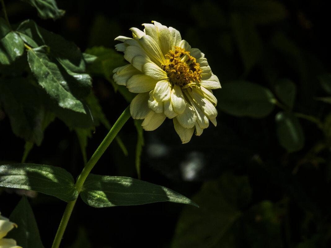 Жёлтая  Циния - Валентин Семчишин