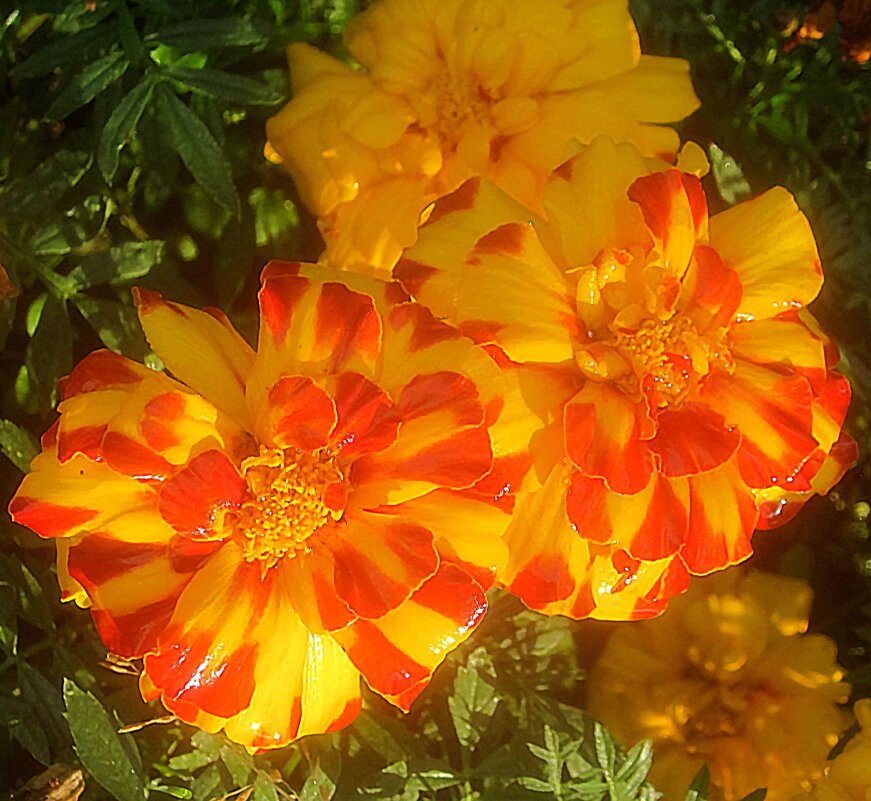 Летние - Елена Семигина Летние - Елена Семигина