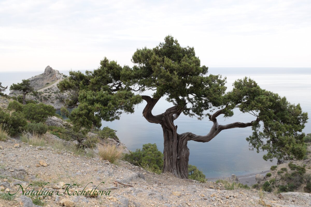 Природа Крыма - Amazing Cosmea