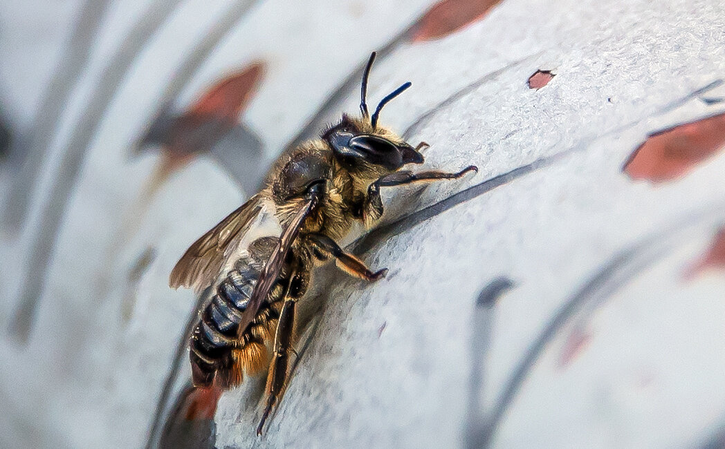 Пчела Megachile. - Владимир Безбородов
