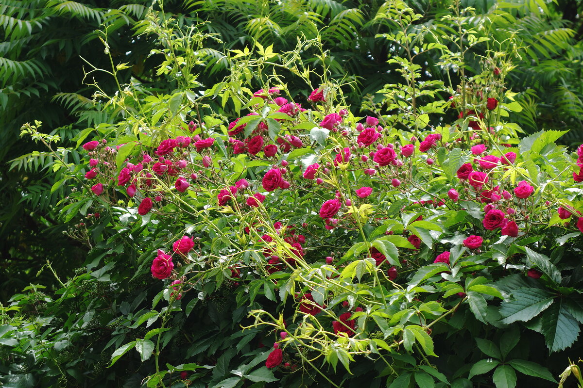 Роза - Рита Симонова