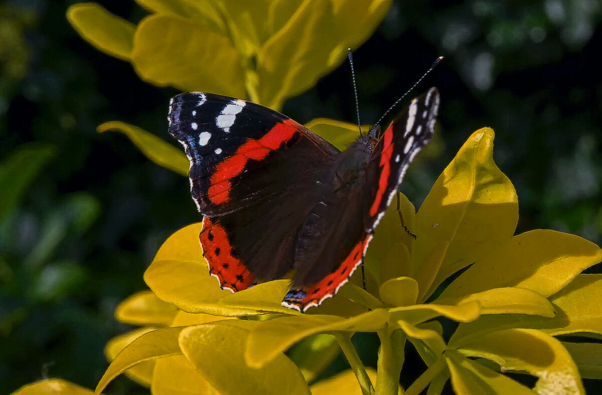 Бабочка адмирал обыкновенный - Aleksey Afonin