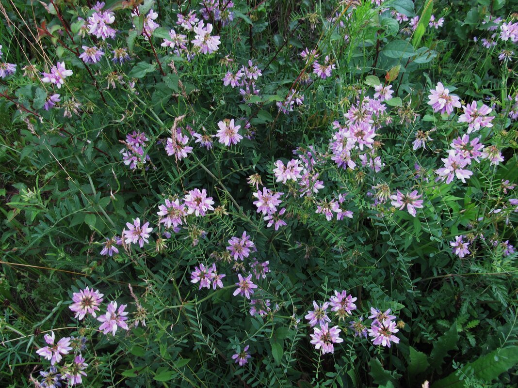 вязель - Елена Шаламова