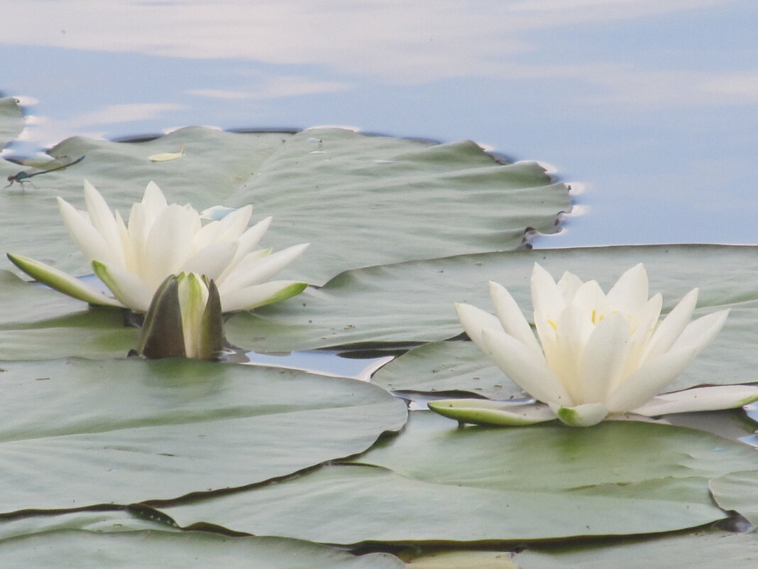 Усманка - Елена Шаламова