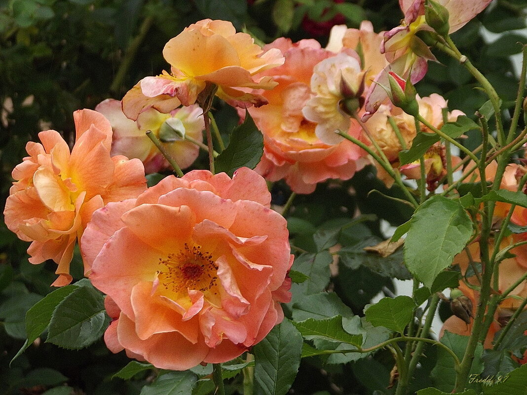 Розы - Freddy 97