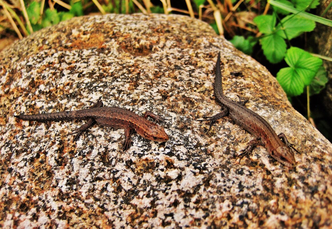 Игры молодых ящериц на камне около реки - Aida10 