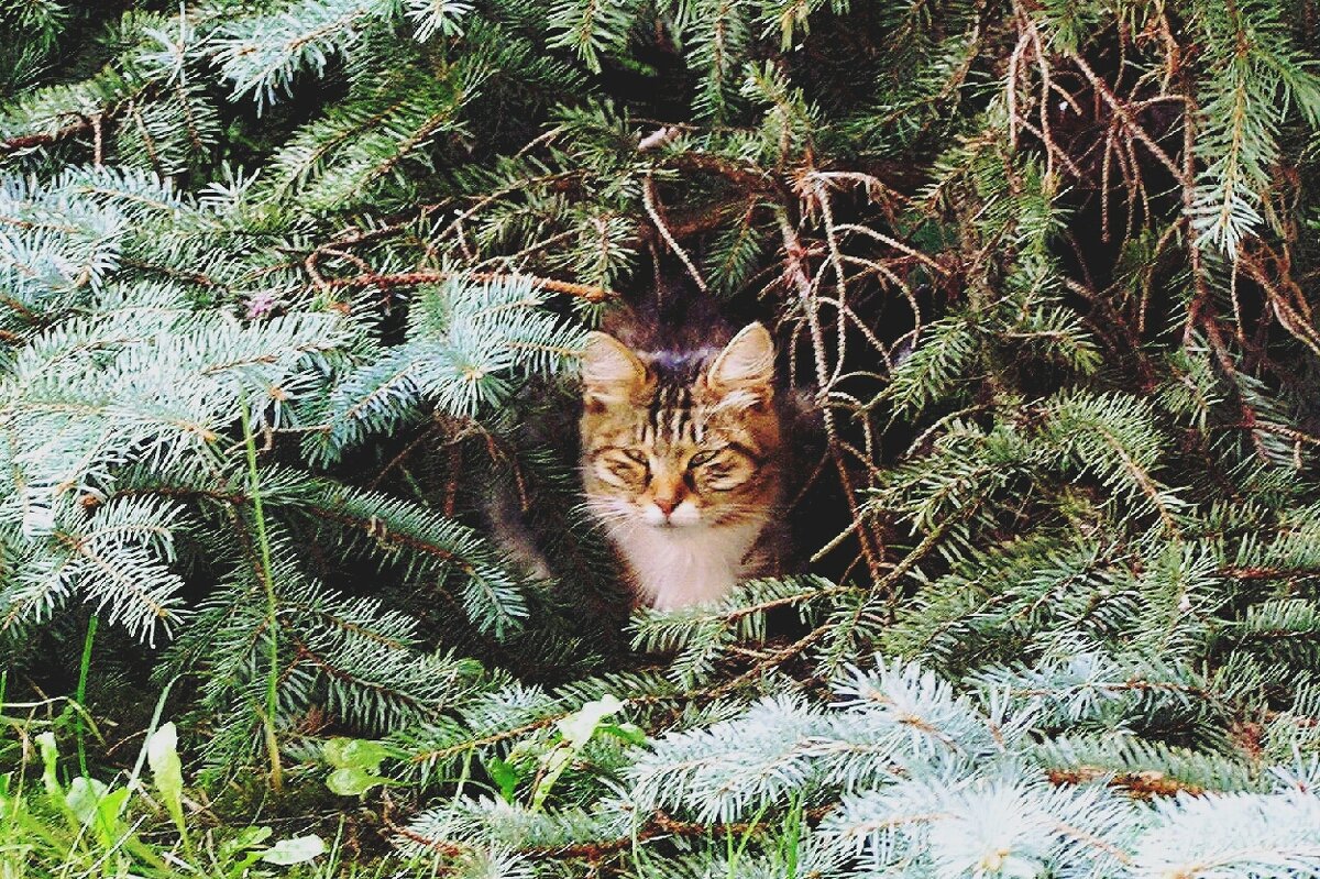 Живу я здесь ) - Сергей Б. Живу я здесь ) - Сергей Б.