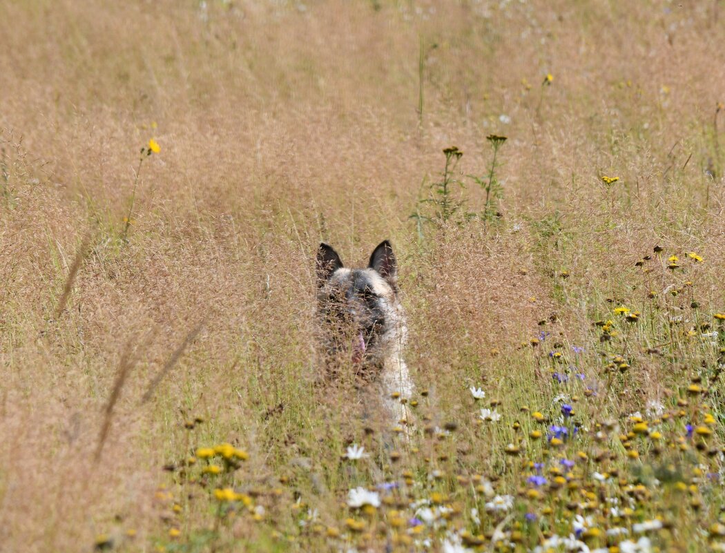 Вот откуда уши растут... - Сергей Шаврин