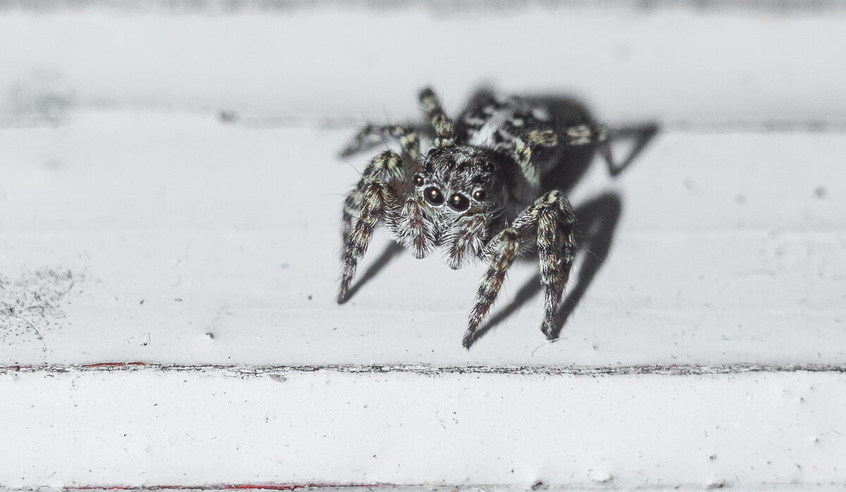 Jumping Spider | 22 - Sergey Sonvar