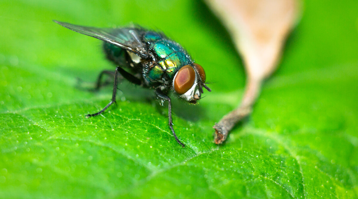 A fly on a leaf | 7 - Sergey Sonvar